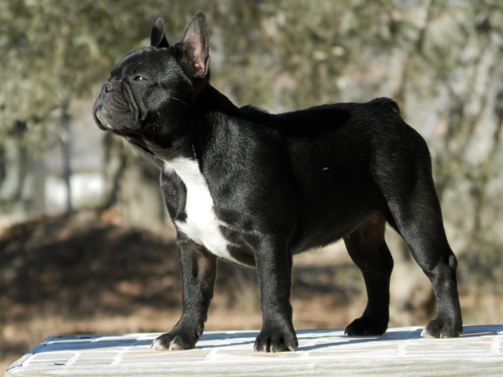 HEMBRA BRINDLE DE PETITS CHARLIES - DISPONIBLE - 31_zps284ae174