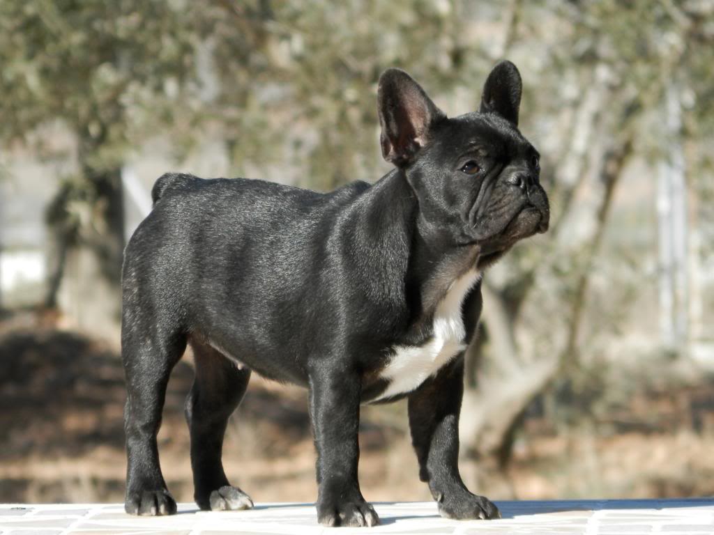 HEMBRA BRINDLE DE PETITS CHARLIES - DISPONIBLE - 41_zps2edbe7ce