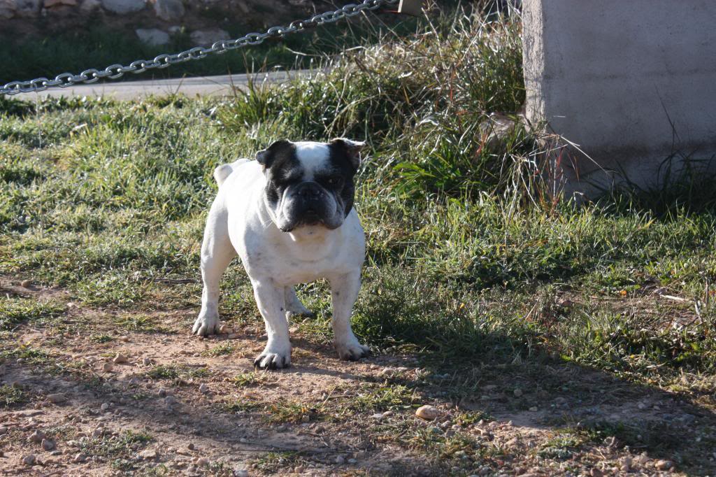 Petits Charlies kennel -N° Afijo 18536-Murcia. IMG_1247_zps04098b84