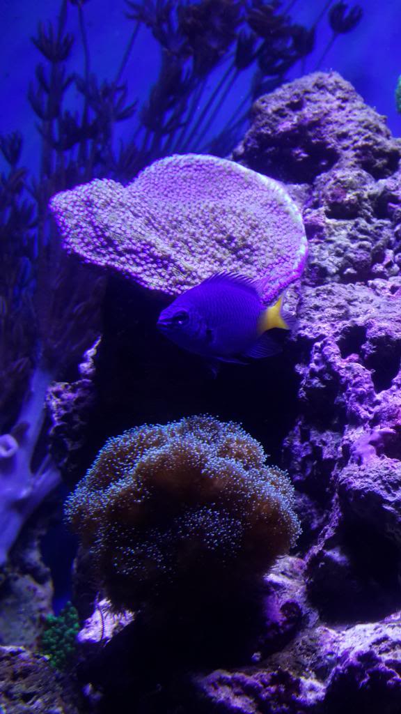 nano reef 50x 20140504_163713_zps45b6c2d6