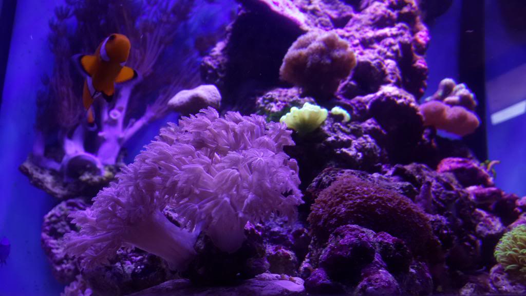 nano reef 50x 20140504_163952_7_zps188aa1b7