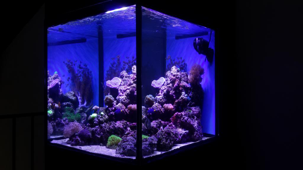 nano reef 50x 20140504_165534_zps7fd0517a