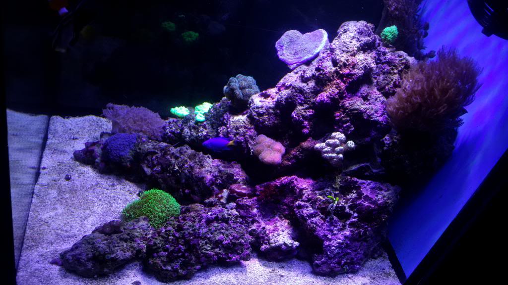 nano reef 50x 20140504_181509_zps07144982