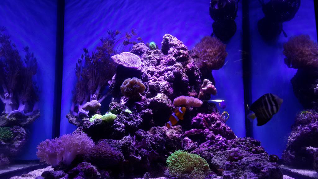 nano reef 50x 20140504_181532_zpsc1e3b4ac