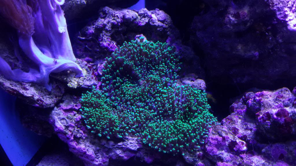 nano reef 50x 20140504_193749_zps53a7d964