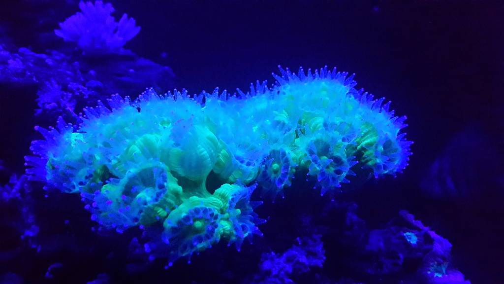 nano reef 50x - Página 3 20150328_015214_zpszezahzfe