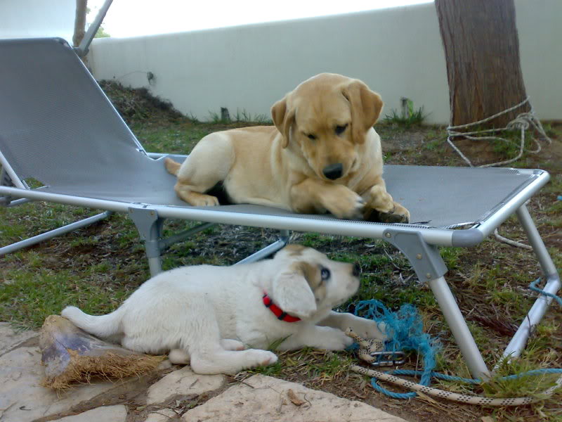 Os residentes peludinhos cá de casa 060520091271