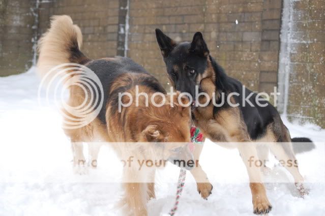 My snow dogs.. Picture015