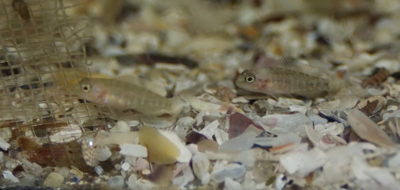 Vendo o cambio Telmatochromis y Julidochromis DSC_0009_resize