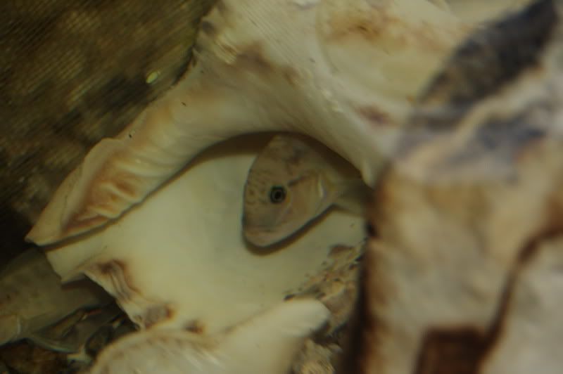 Vendo o cambio Telmatochromis y Julidochromis DSC_0012_resize