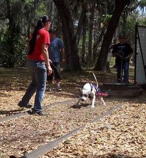 Some of the pack/Tons of new pics Jaegerpulling032109