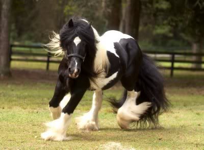 Gypsy vanner/Irish tinker Gypsyvanner5