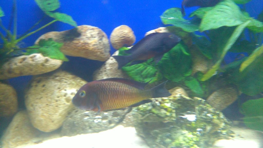 Tropheus Ndole Red f0 IMG-20160307-WA0006_zps27bpennx