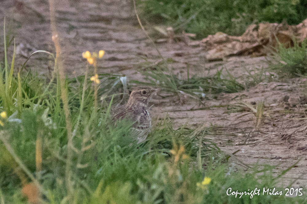 Boquilobo 05-12-2015 D photo E46A8584_zps5zvts2yv.jpg