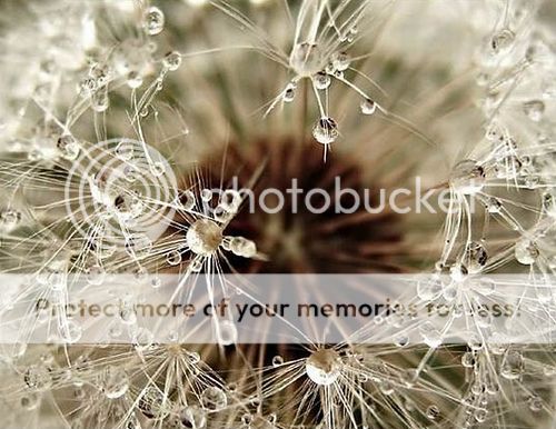  : Dandelion 391874005_c4f5711a6f_zps5aa40f5b