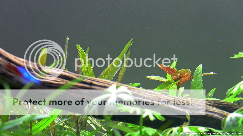 Stairway to Heaven - Nature Aquarium - Página 2 010_zps168e056c