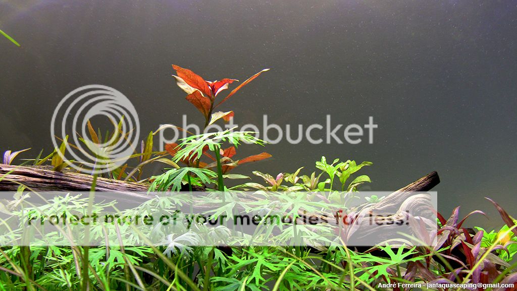 Stairway to Heaven - Nature Aquarium - Página 2 014_zps8345130f