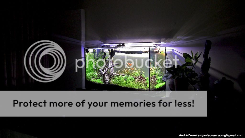 Stairway to Heaven - Nature Aquarium - Página 3 017_zps737e1169