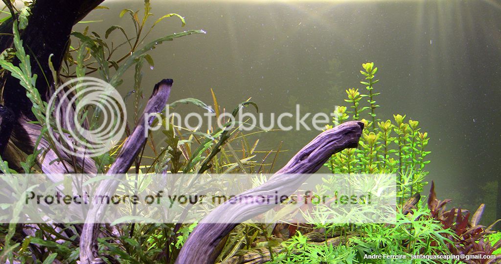 Stairway to Heaven - Nature Aquarium - Página 3 021_zps0287e964