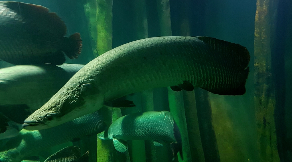 ACUARIO DE ZARAGOZA 20160731_221928_zpsimbc0e94