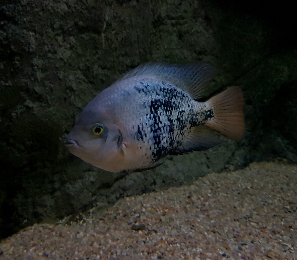 ACUARIO DE ZARAGOZA 20160731_222626_zpsf2xvucew