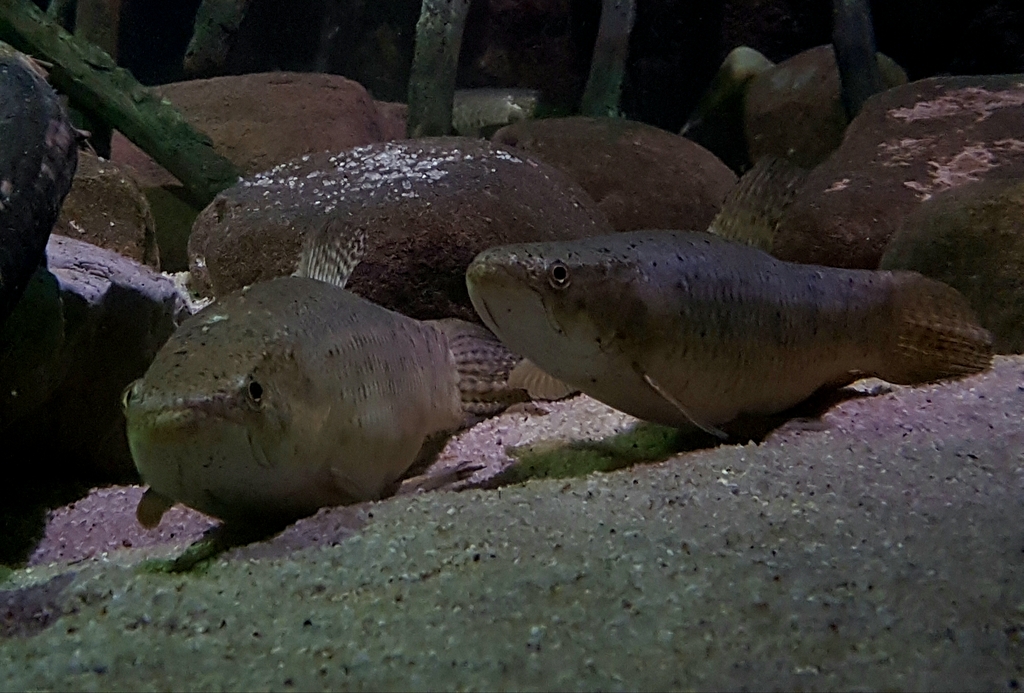 ACUARIO DE ZARAGOZA 20160731_223218_zpsxbjaspfp