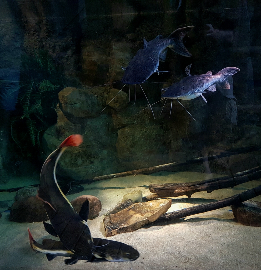 ACUARIO DE ZARAGOZA 20160731_223521_zpszik3in1t