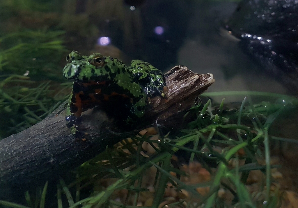 ACUARIO DE ZARAGOZA 20160731_224806_zpsdw3dljja