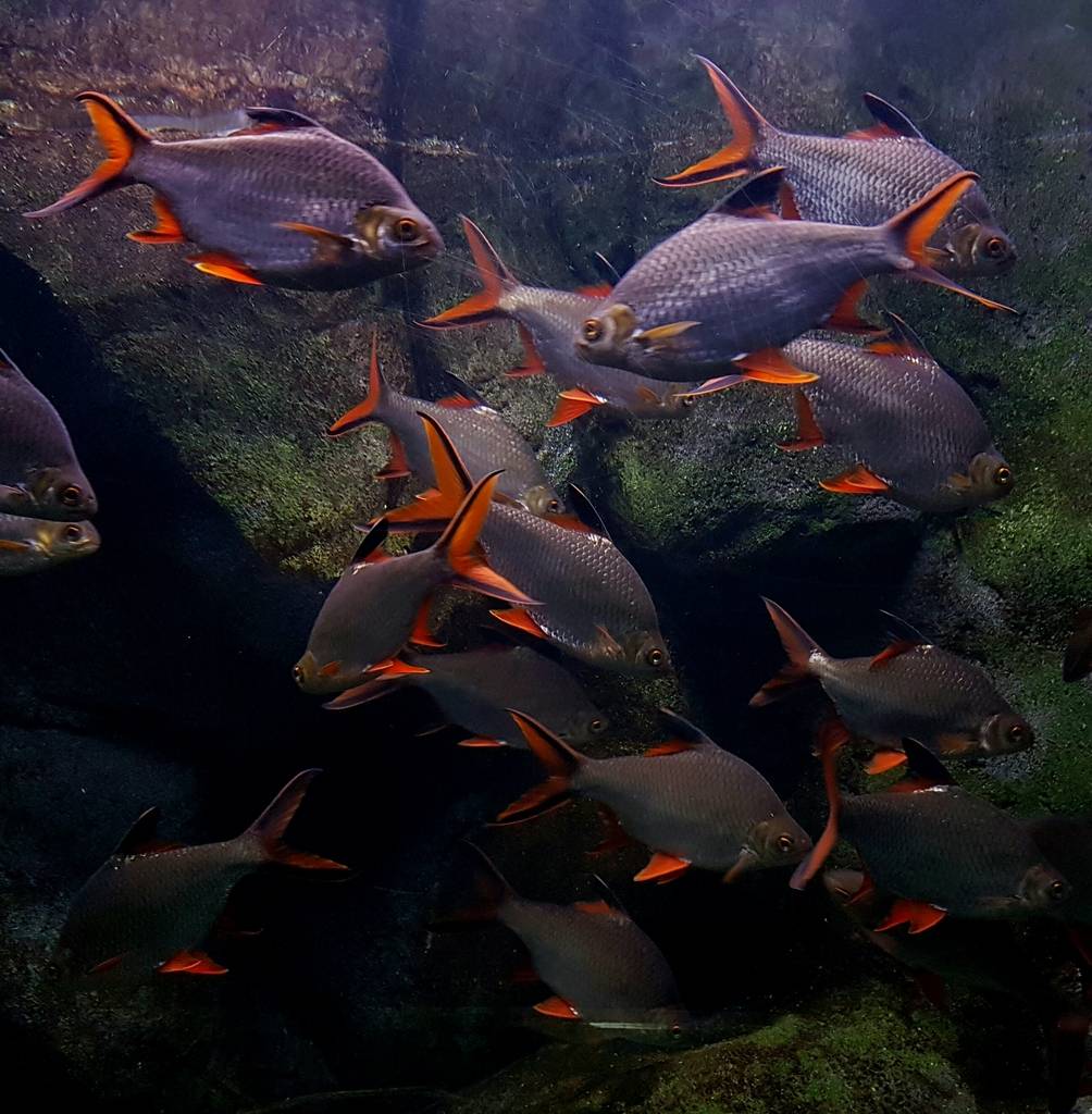 ACUARIO DE ZARAGOZA 20160731_225124_zpsvaipraup