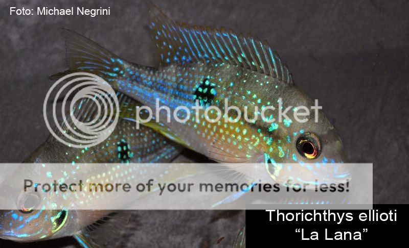 Listados de importación  Thorichthys%20ellioti_zpssuqhwjfe