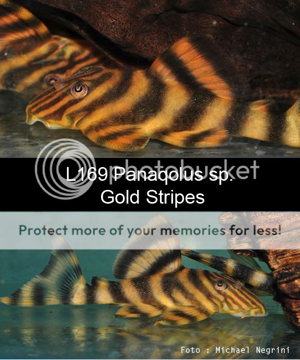 Listados de importación  L169%20Panaqolus%20sp.%20%20Gold%20Stripes%20copia_zpsy3ortnu9