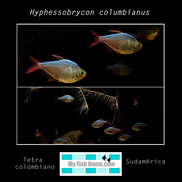 Acuario Sudamericano 720l - Exposición tienda Hyphessobrycon%20columbianus%20_zpspvvrmu1u