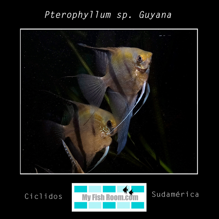 Acuario Sudamericano 720l - Exposición tienda Pterophyllum%20sp.%20Guyana3_zpskbkei6c3