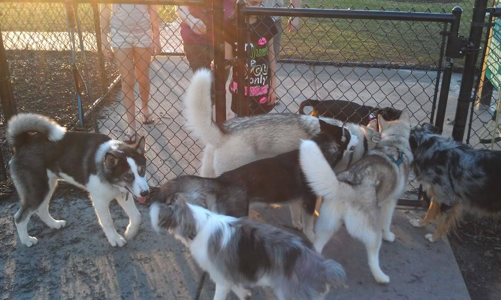 CSRA Husky group on FB - With Pictures IMAG1583