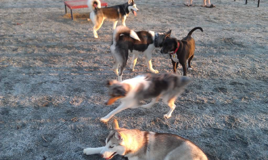 CSRA Husky group on FB - With Pictures IMAG1585