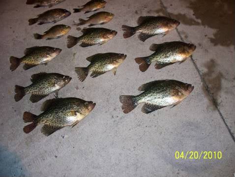 Crappie startin to hit 100_0330-1