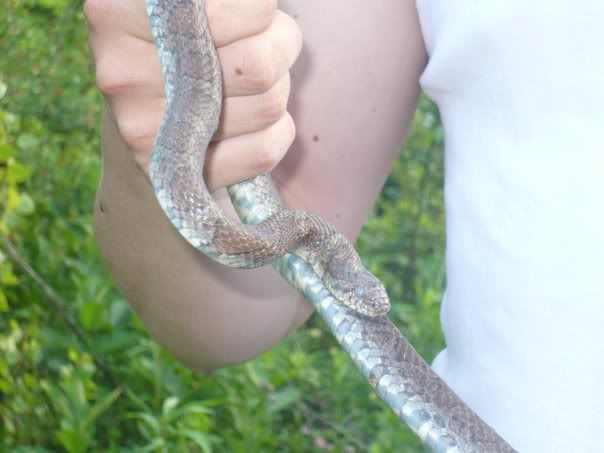 Snake hunting in SE Ohio Milksnake2