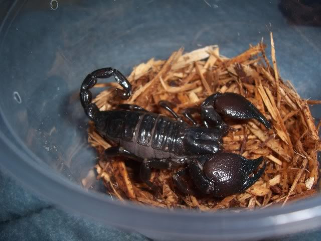 New scorpion with possible removed stinger?? Also baby scorp update Apache010