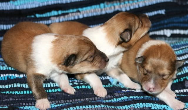Very promising puppies for sale! Females_9days