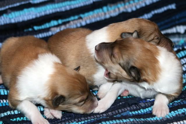 Very promising puppies for sale! Females_9days_a