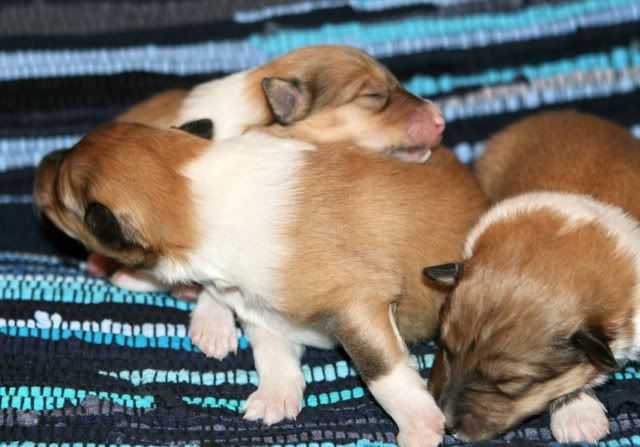 Very promising puppies for sale! Females_9days_b