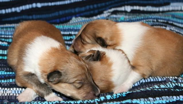 Very promising puppies for sale! Females_9days_c