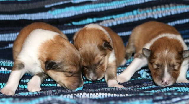 Very promising puppies for sale! Males_9days_a
