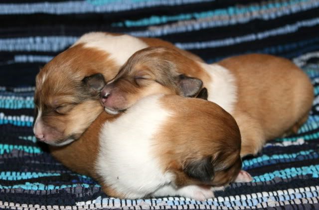 Very promising puppies for sale! Males_9days_b