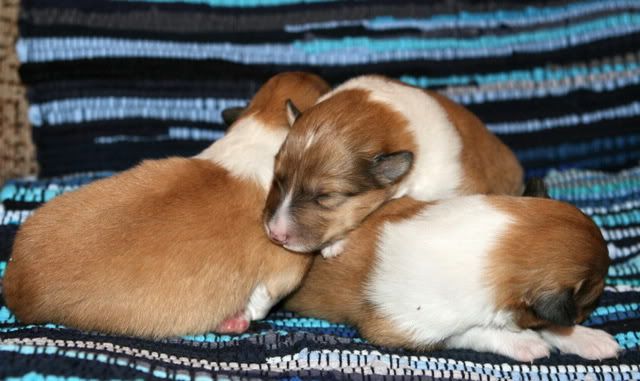 Very promising puppies for sale! Males_9days_c