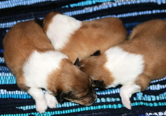 Very promising puppies for sale! Males_9days_d