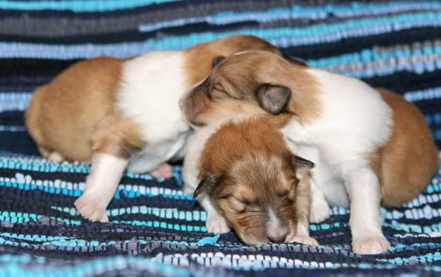 Very promising puppies for sale! Males_9days_e