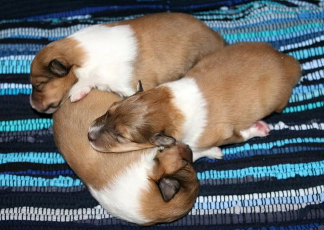 Very promising puppies for sale! Males_9days_f