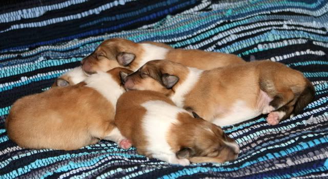 Very promising puppies for sale! Pup_9days_old_b