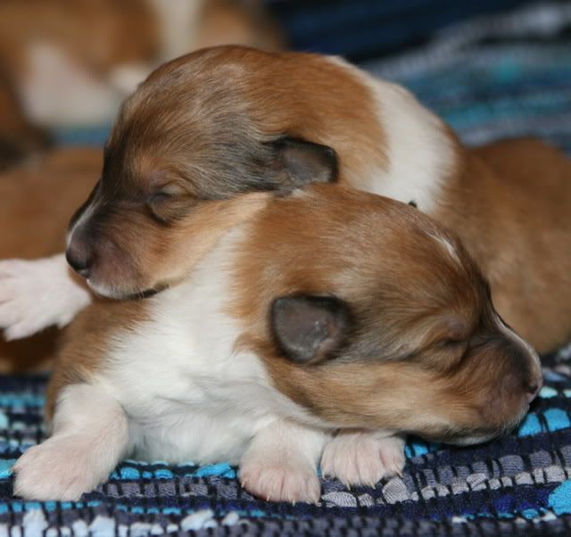 Very promising puppies for sale! Pup_9days_old_c